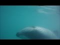 Hectors Dolphin plays with kayakers