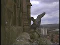 2008 Derby Peregrine Falcon (3) - Mating Again 2008 Derby Peregrine Falcon (3) - Mating Again