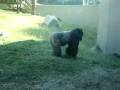 videos de en el zoologico