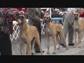 Winners Dog 1.wmv
