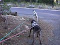 This clip shows Otto and Mojo and how I hook up my team before setting out.  Notice the snubline and the quick release snap.  The dogs are trained to keep the line taut before I hook my bike to the team.  I need both hands on the bars to control the bike when I take off.