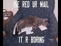 vERY fUNNY cATS 18 - Thumb #1
