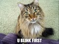vERY fUNNY cATS 18 - Thumb #3