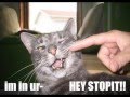 vERY fUNNY cATS 18