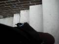 videos de Shelby going up the stairs
