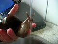 Achatina drinkt uit de kraan Achatina drinkt uit de kraan
