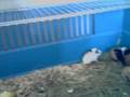 videos de Baby Cavia's