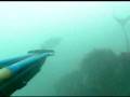spearfishing in north CA