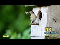 4K RELAXING - ULTRA HD NATURE VIDEO | BEAUTI ..