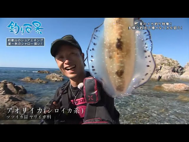 釣り百景 342 夏のイカ釣り特集 多彩な釣法で様々なイカを狙う Shimano Tv