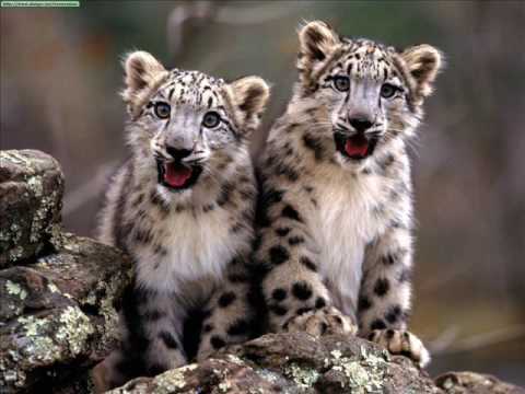 Irbis - Snow Leopard