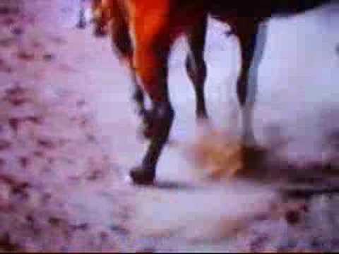 el moro de cumpas  R.I.P antonio aguilar