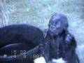 Upps-Funny animals