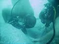 Treasure Divers