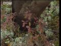 Siberian Nomadic Life - Ray Mears Extreme Survival - BBC Siberian