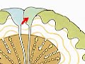 How the Body Works :