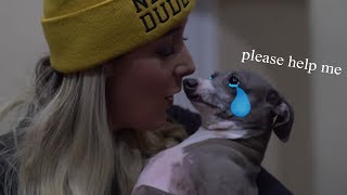 Jenna Marbles Terrorizing Her Dogs For 2 Minutes S