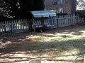 Beagle vs Lab