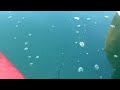 Click here to watch this video 鎌倉カヤック釣り日記ーイワシの釣り堀状態で「ナブラ」を楽む④