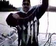 Stringer of trout at lake Shasta