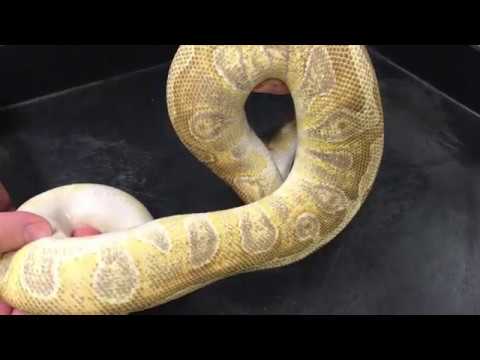 YouTube reptile video