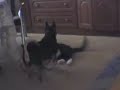 Dog vs Cat