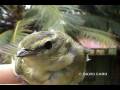 videos de Tennessee Warbler, Reinita Verderona (Vermivora peregrina)