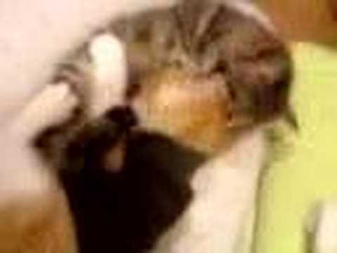 子猫Youtube(ユーチューブ・ゆーちゅーぶ)・Dailymotion動画
