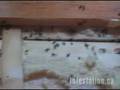 carpenter ant damage