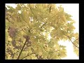 Jasmin - ???? Fran�ois Du Bois ???????????
