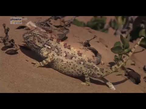 Lebende Wste Namibia / Doku - HD