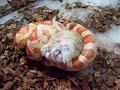 Corn Snake Trying to Constrict Gerbil