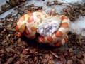 Corn Snake Trying to Constrict Gerbil