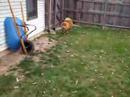 Toby my Chow........