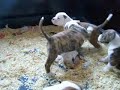 pups 5 weken 2 pups 5 weken 2