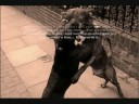 animal-awareness.html