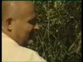 L'olivo e l'olio nell'antica Roma