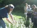Motherwort - Leonurus cardiaca - plant identification and uses