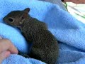 baby-squirrel-hiding-a-nut-in-his-towel.html