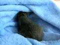 Baby Squirrel Hiding a Nut in His Towel