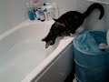 Cat Falling In The Bath