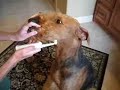 Airedale Daily Toothbrushing