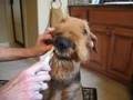 Airedale