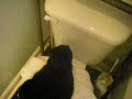naughty towel-stealing cat