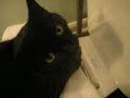 naughty towel-stealing cat