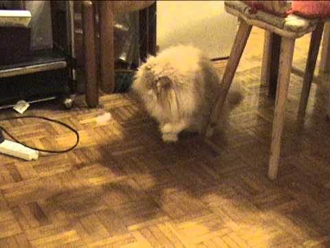 jdldtw - Ciccho the Cat practicing ping pong moves.