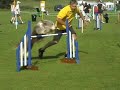 Beardie Agility Moments