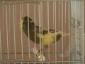 Canari de chant Hartz de Antonio Rolea Canari de chant Hartz de Antonio Rolea