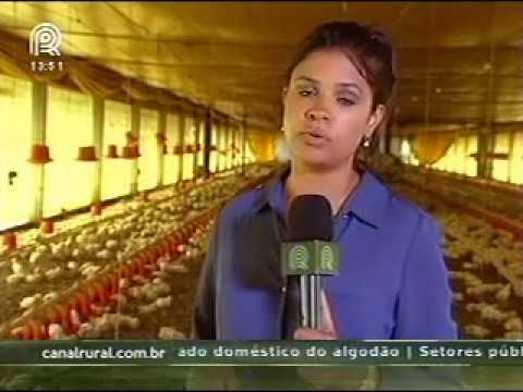 Ministério da Agricultura emite alerta de prevenção contra a Gripe Aviária