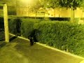 kbanes fent \"parkour\"1
